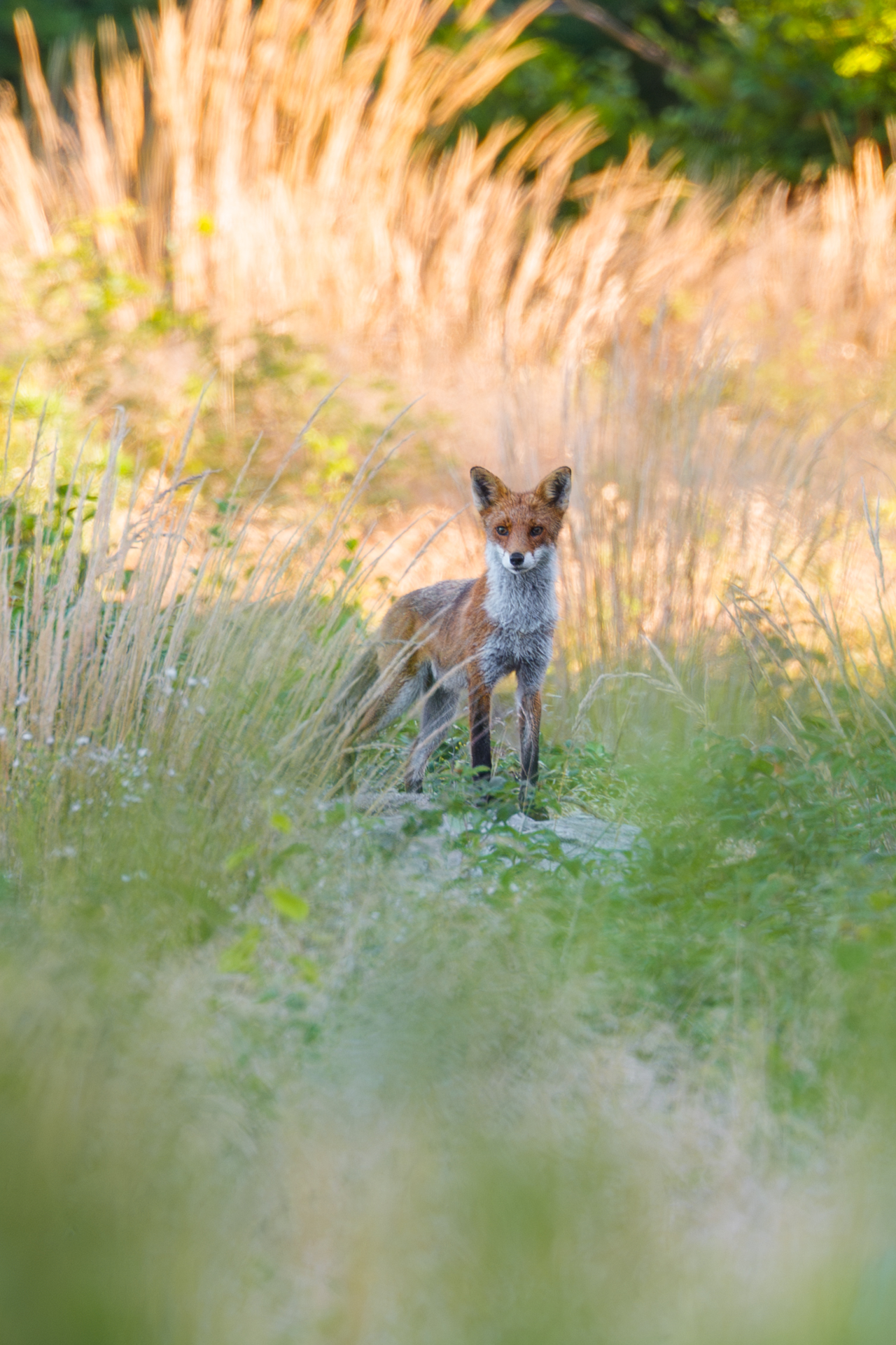 Rotfuchs in Schweden