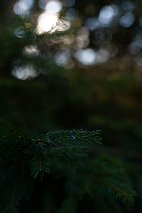 Tanne – Bokeh
