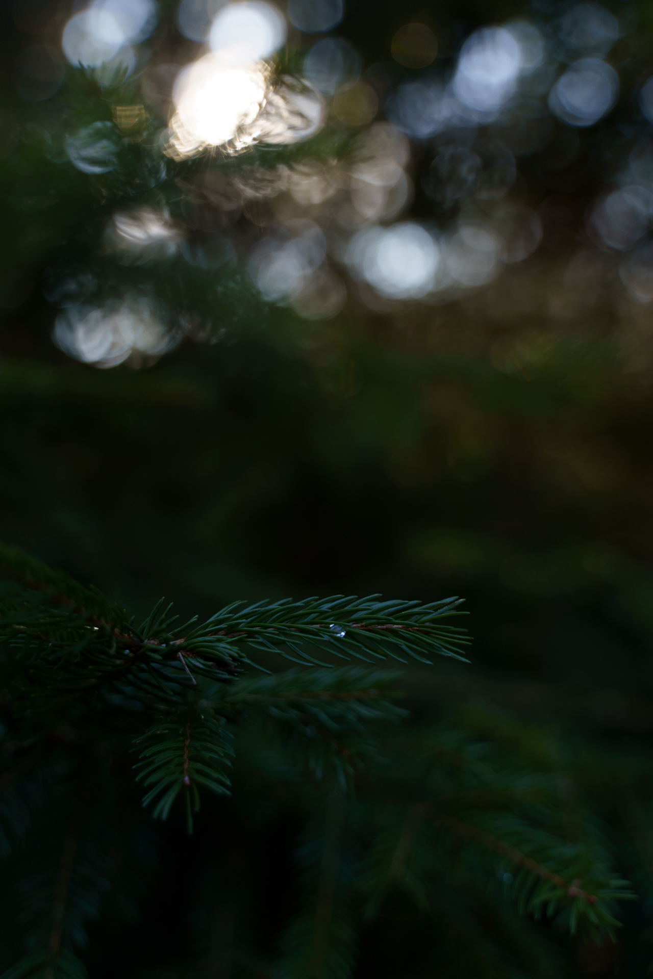 Tanne - Bokeh