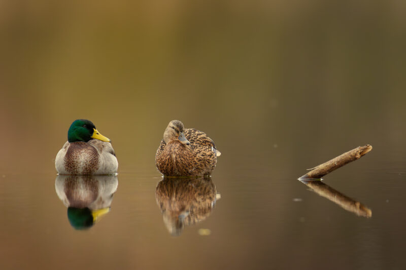 Stockenten am Jungfernteich