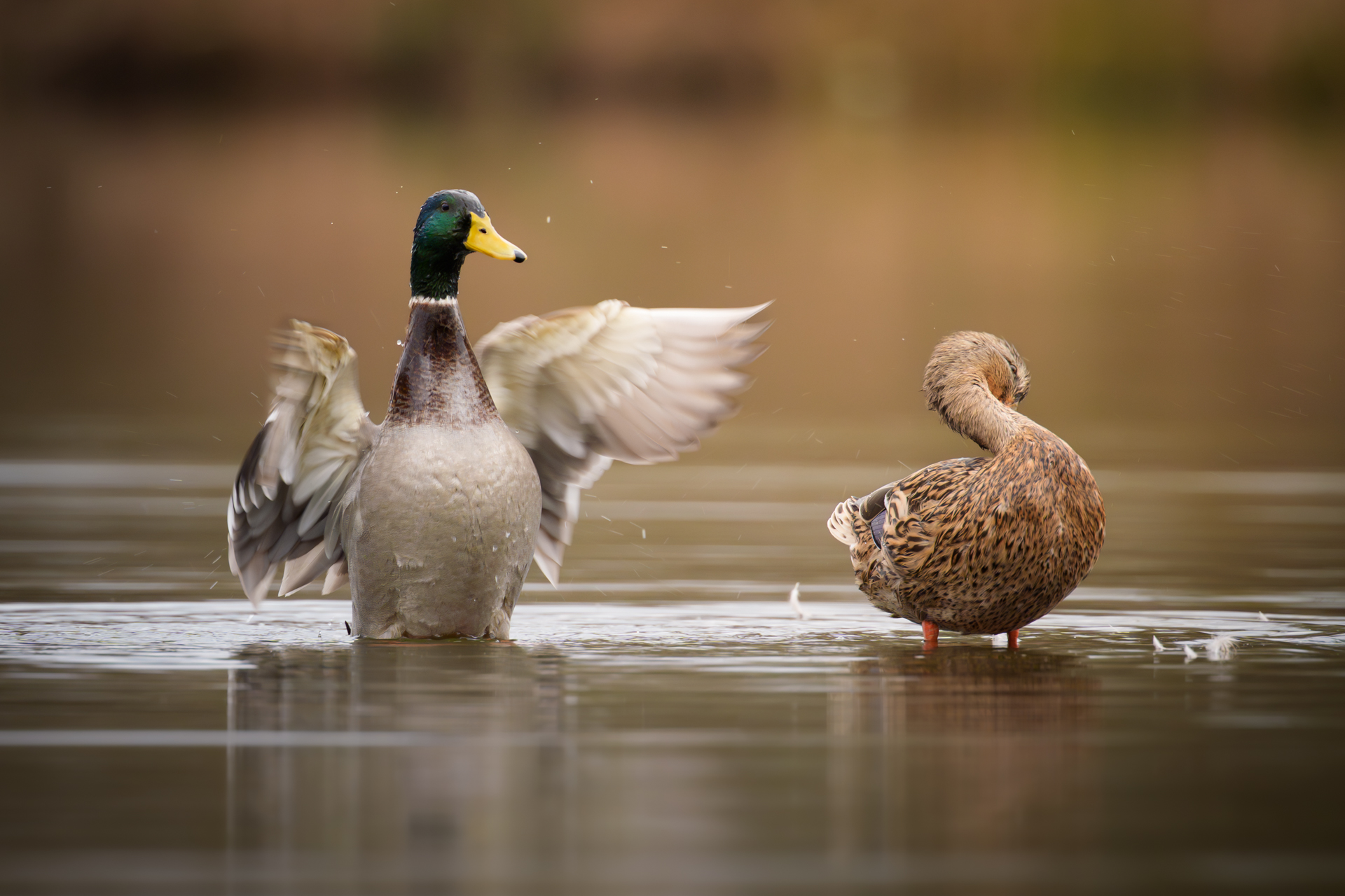 Stockenten am Jungfernteich
