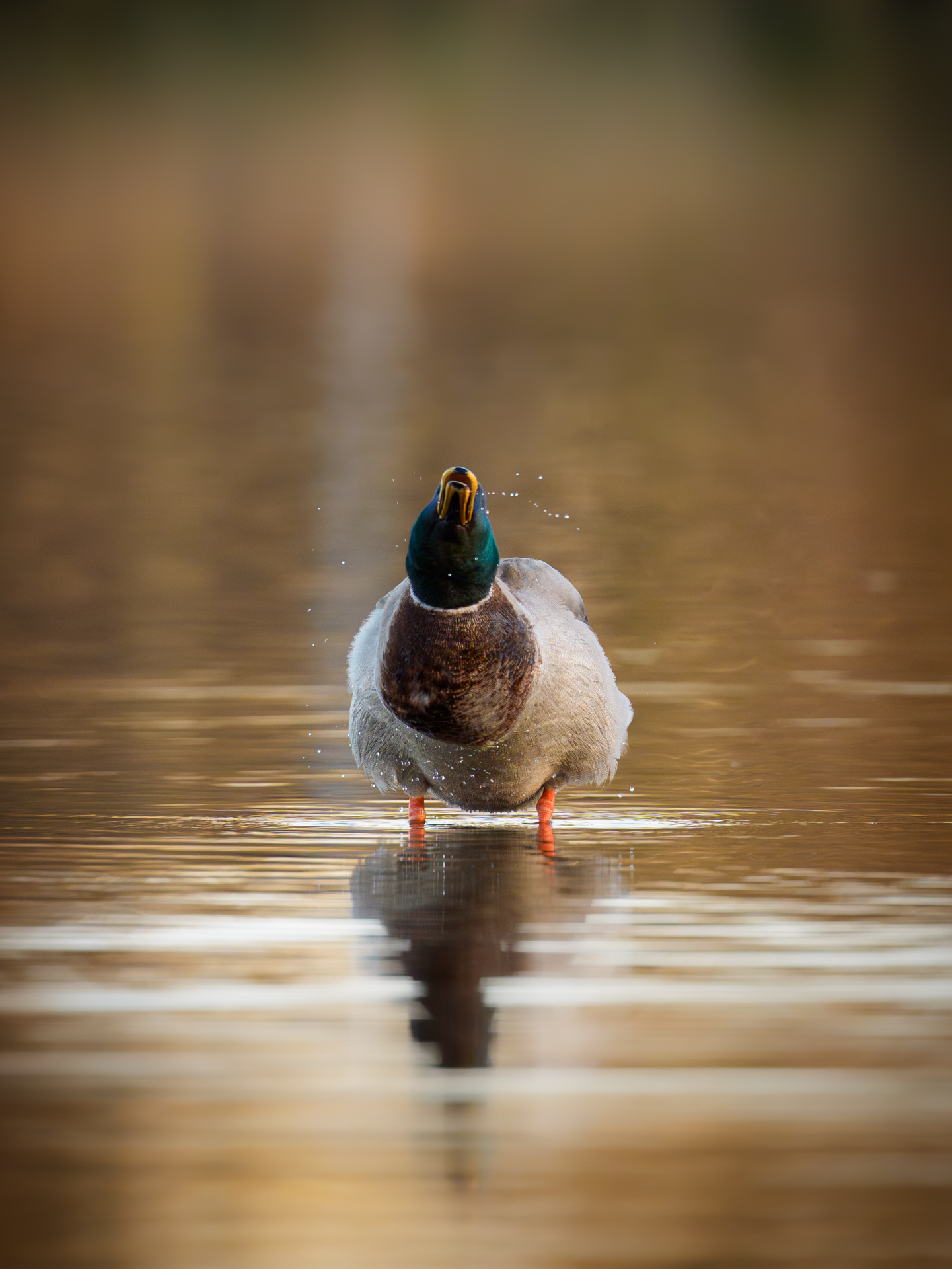 Stockente auf dem Jungfernteich schüttelt sich