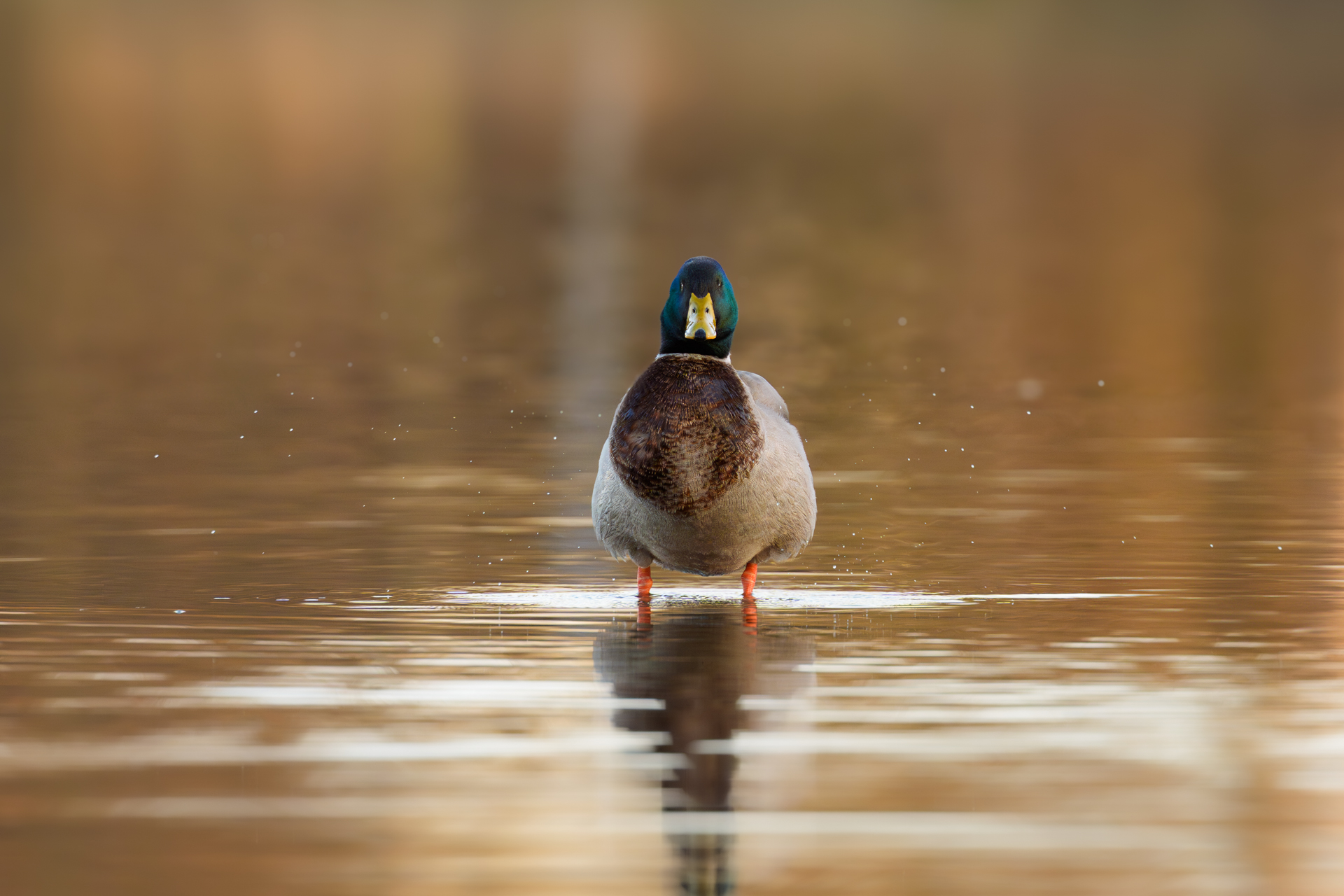 Stockente auf dem Jungfernteich schüttelt sich
