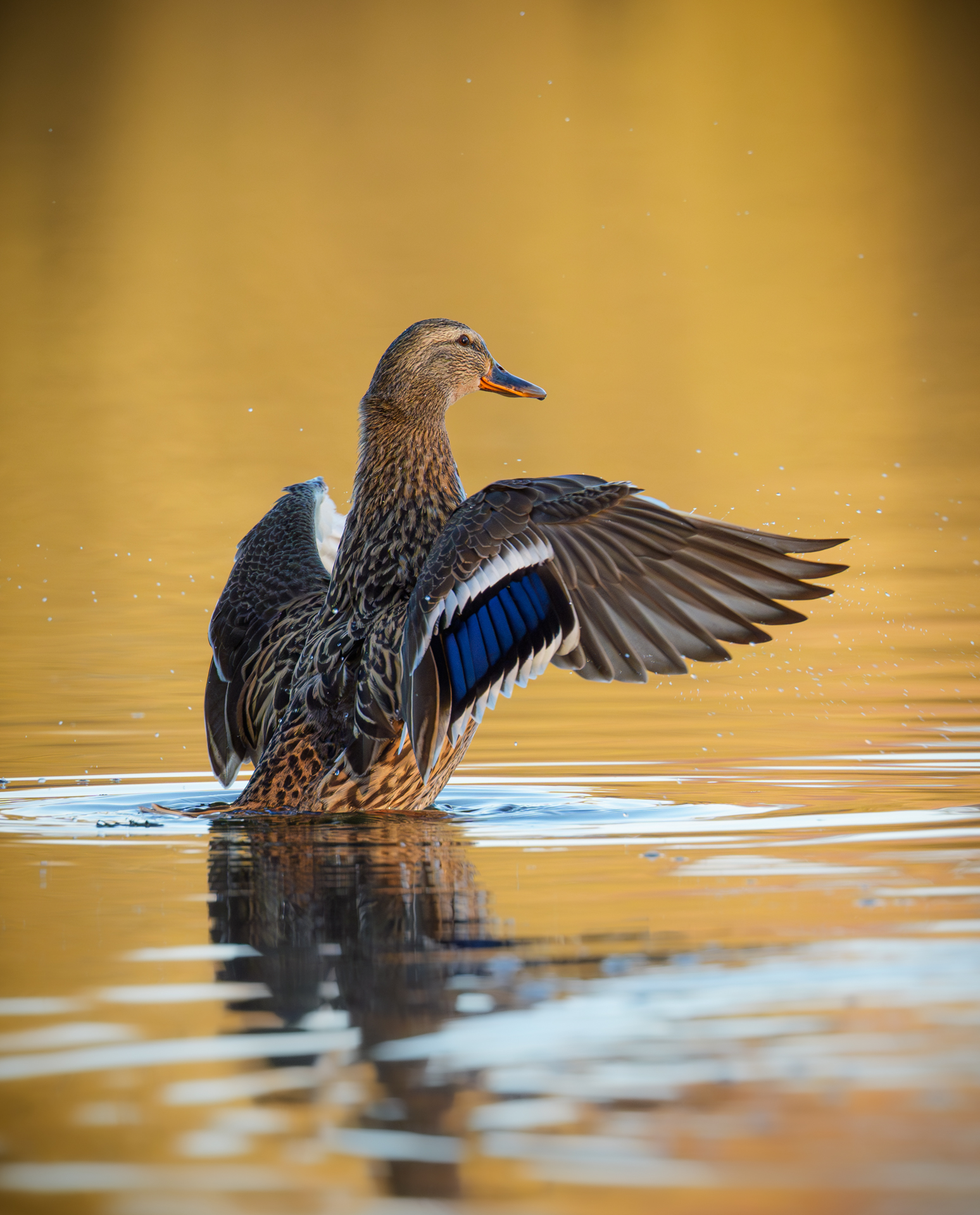 Stockente auf dem Jungfernteich bäumt sich auf 
