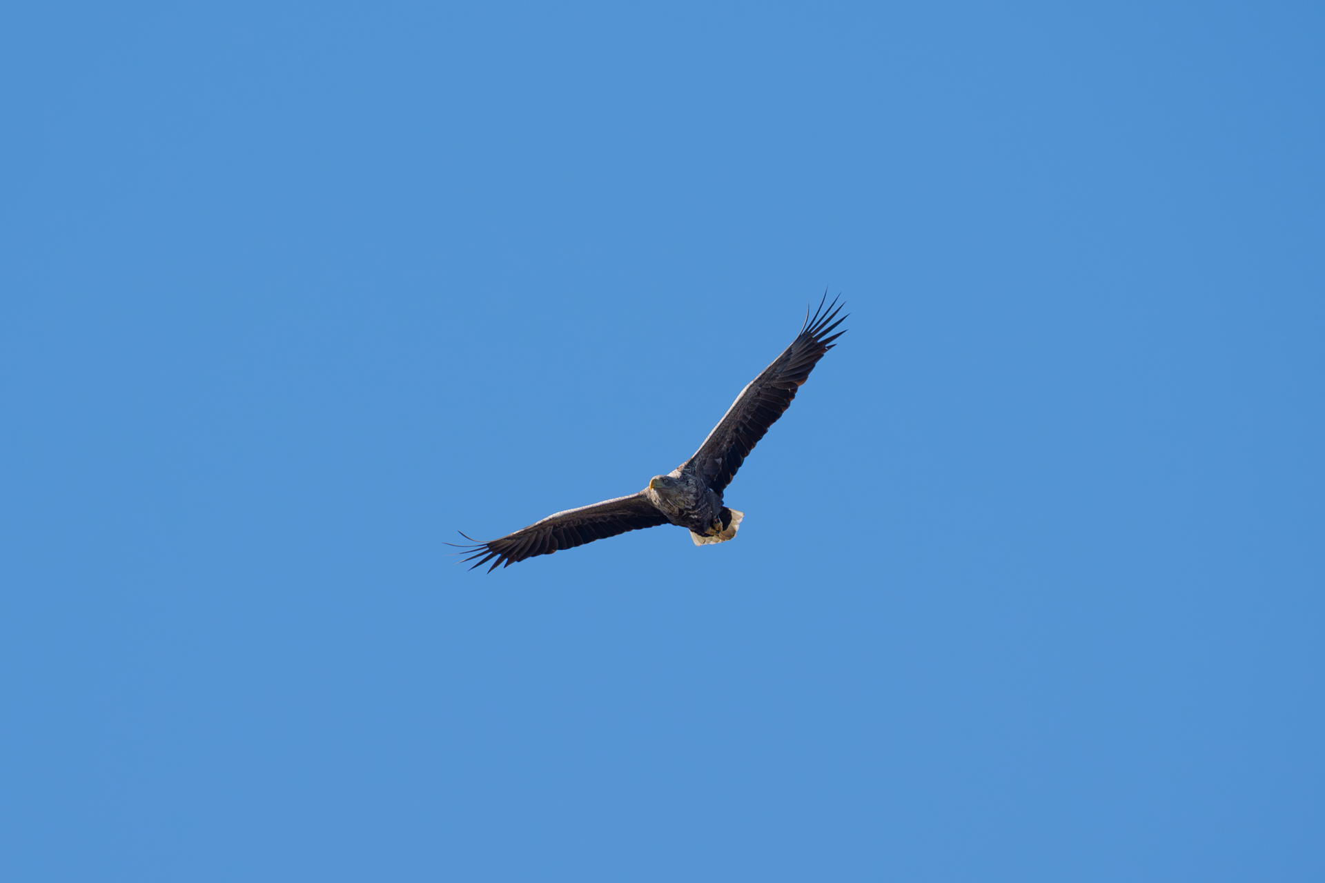 Seeadler über dem Jungfernteich in Wismar