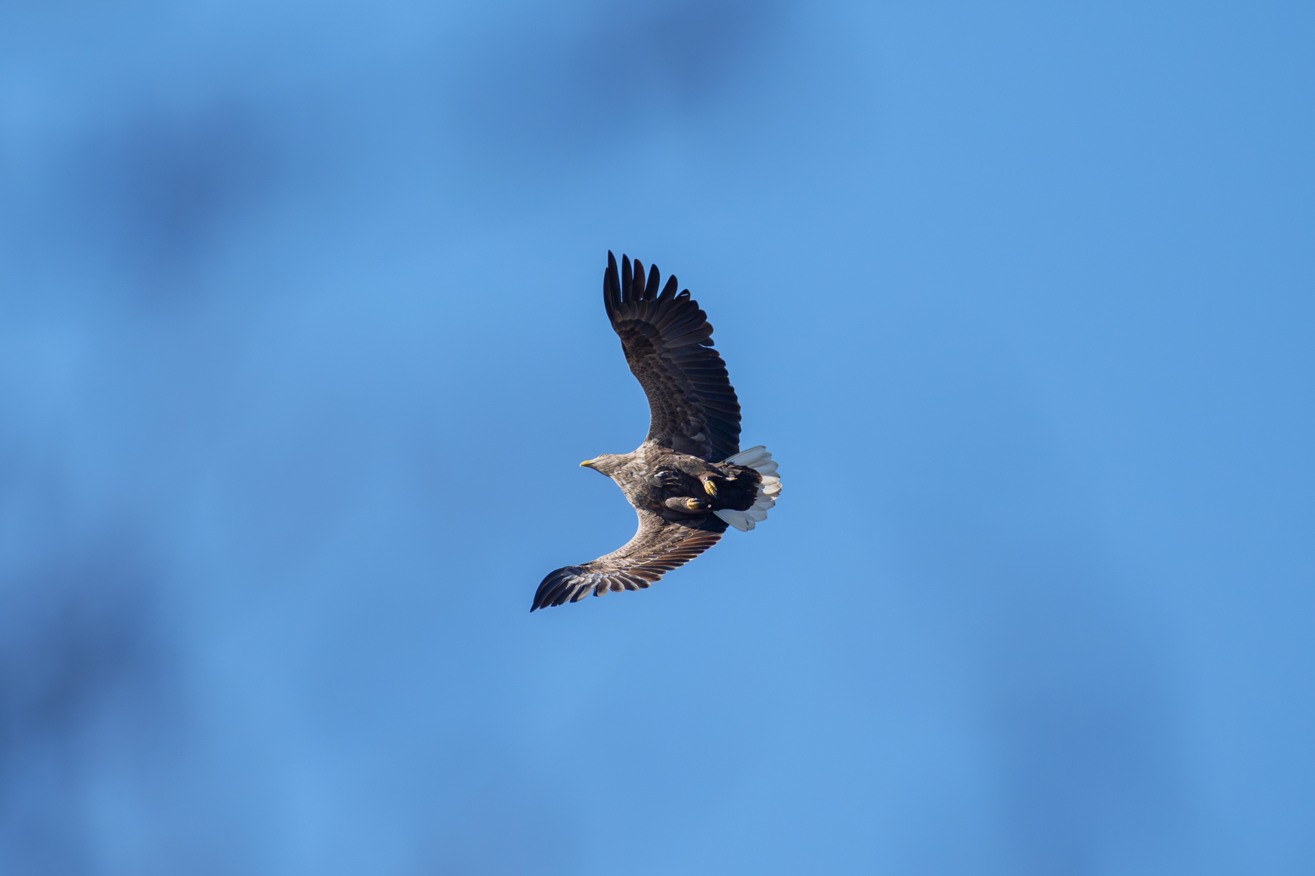 Seeadler über dem Jungfernteich in Wismar
