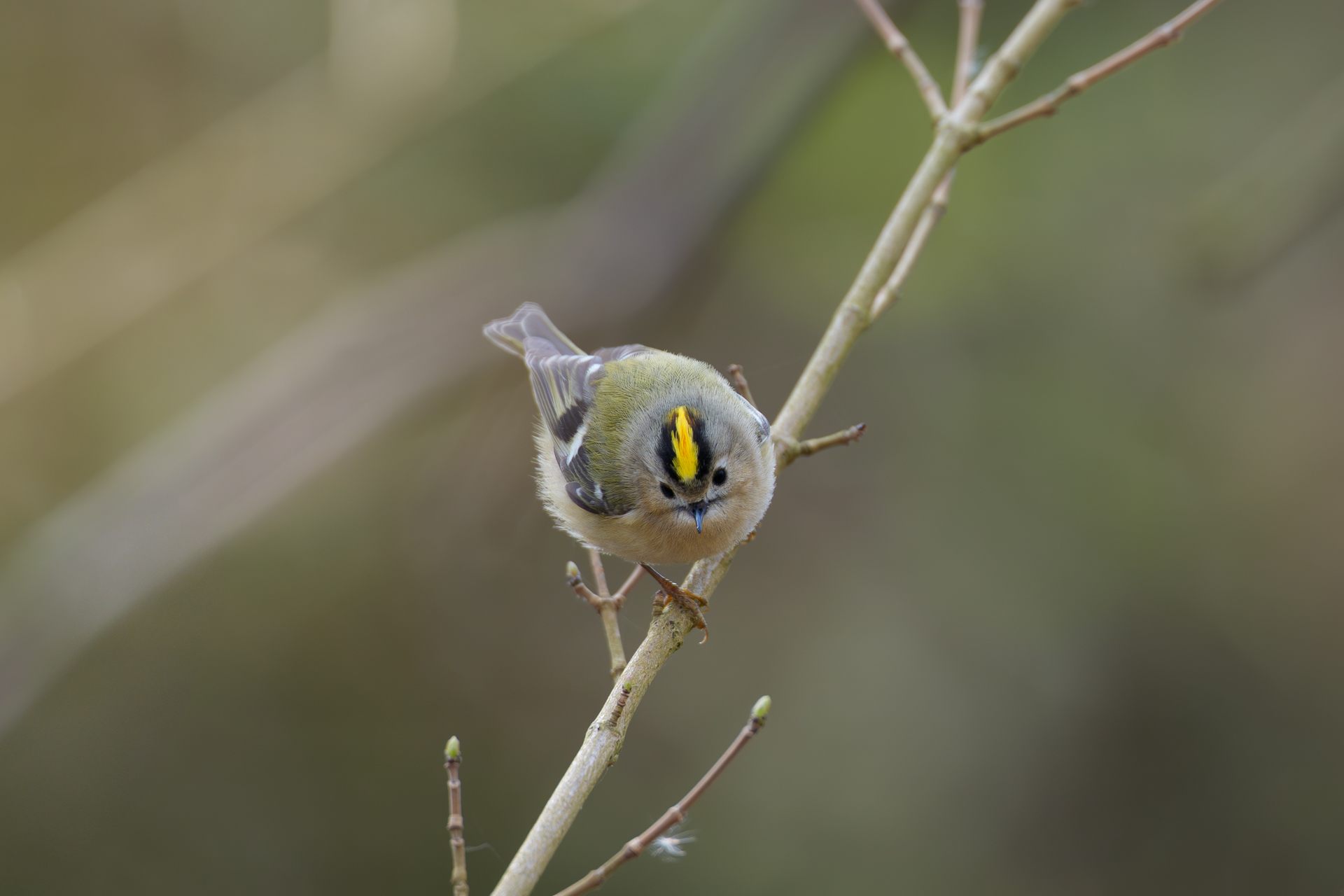 Wintergoldhähnchen im Gebüsch auf der Insel Poel
