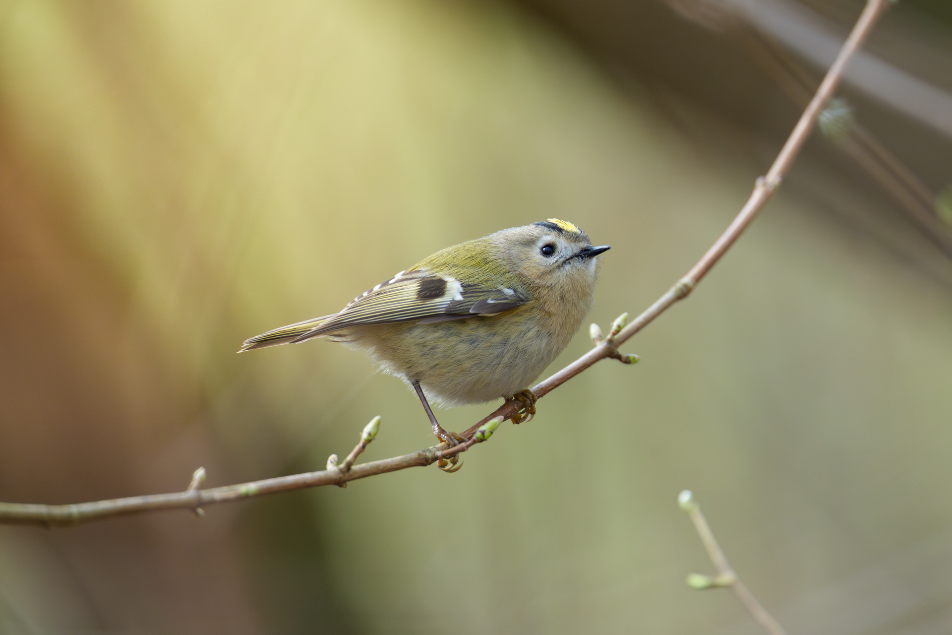 Wintergoldhähnchen im Gebüsch auf der Insel Poel