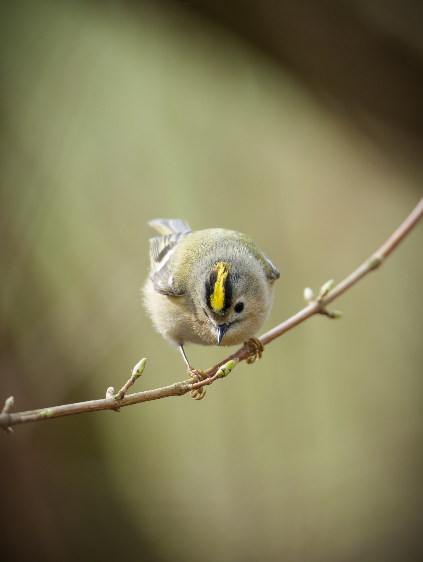 Wintergoldhähnchen im Gebüsch auf der Insel Poel