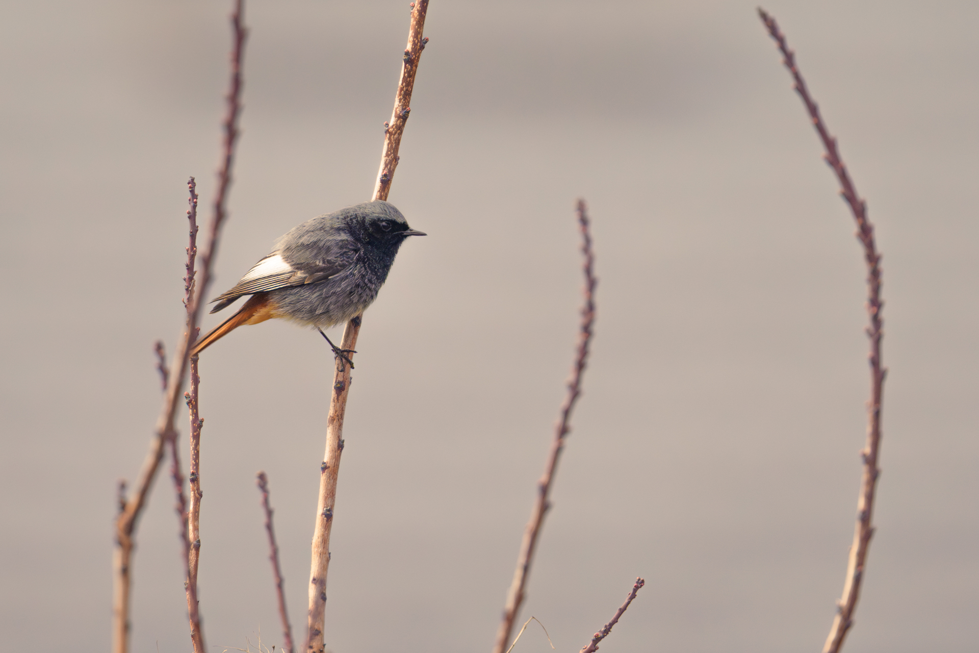 Die Hausrotschwänze sind wieder da - im Garten gesehen