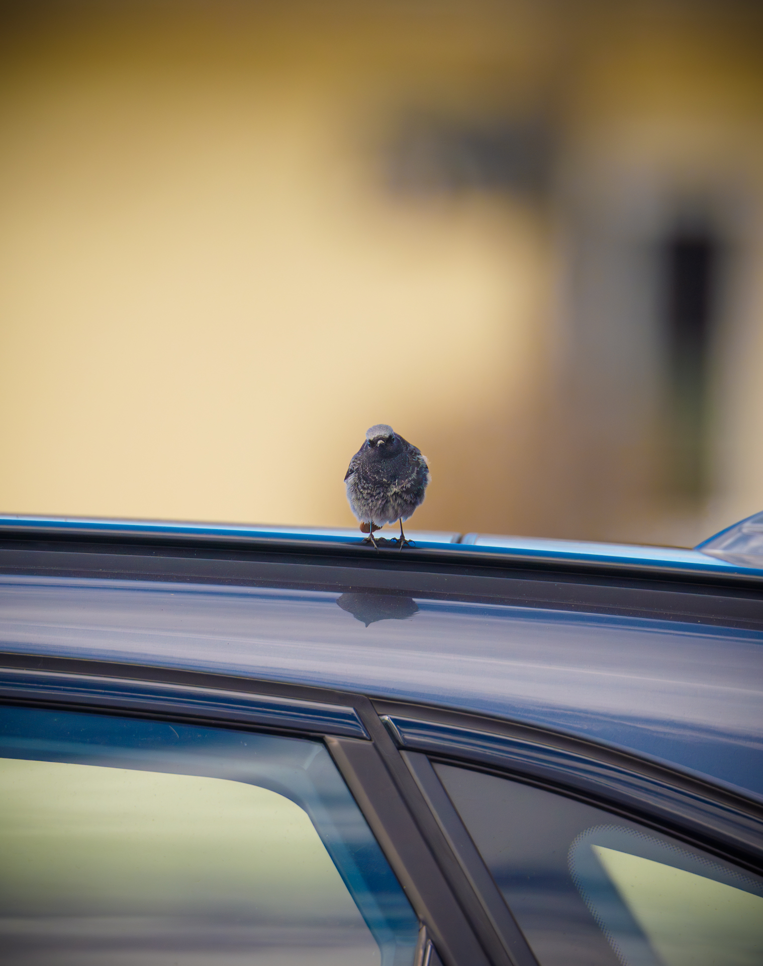 Schräge Vögel stehen auf BMW - Hausrotschwanz auf dem Auto