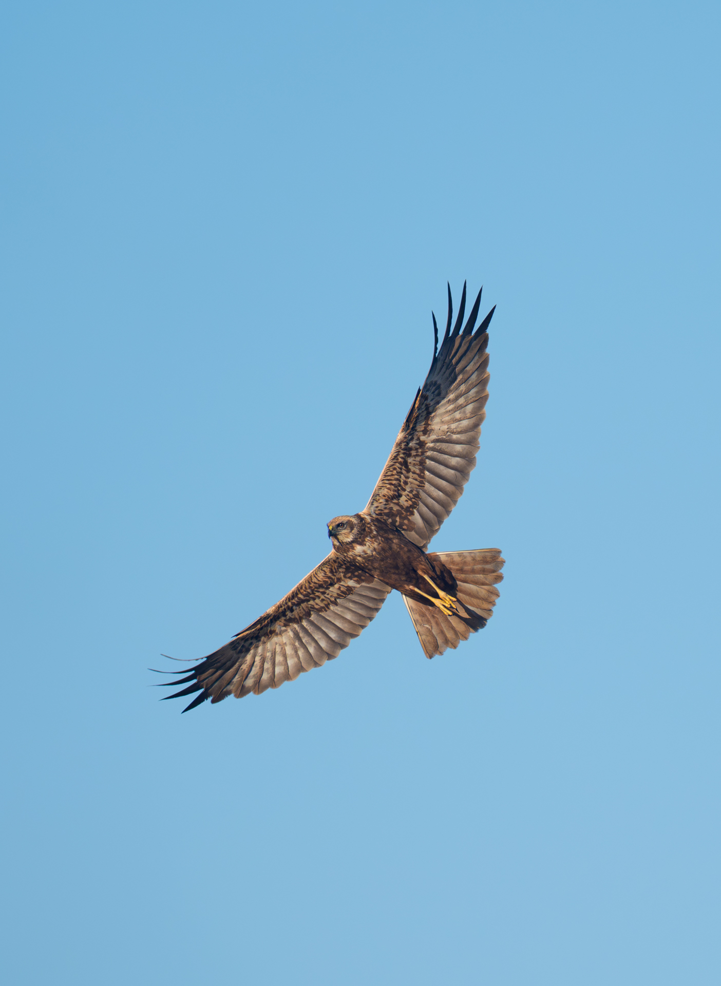 Rohrweihe beim Überflug und Spähen nach Beute - gesehen am Fischteich in Wismar-Kluß
