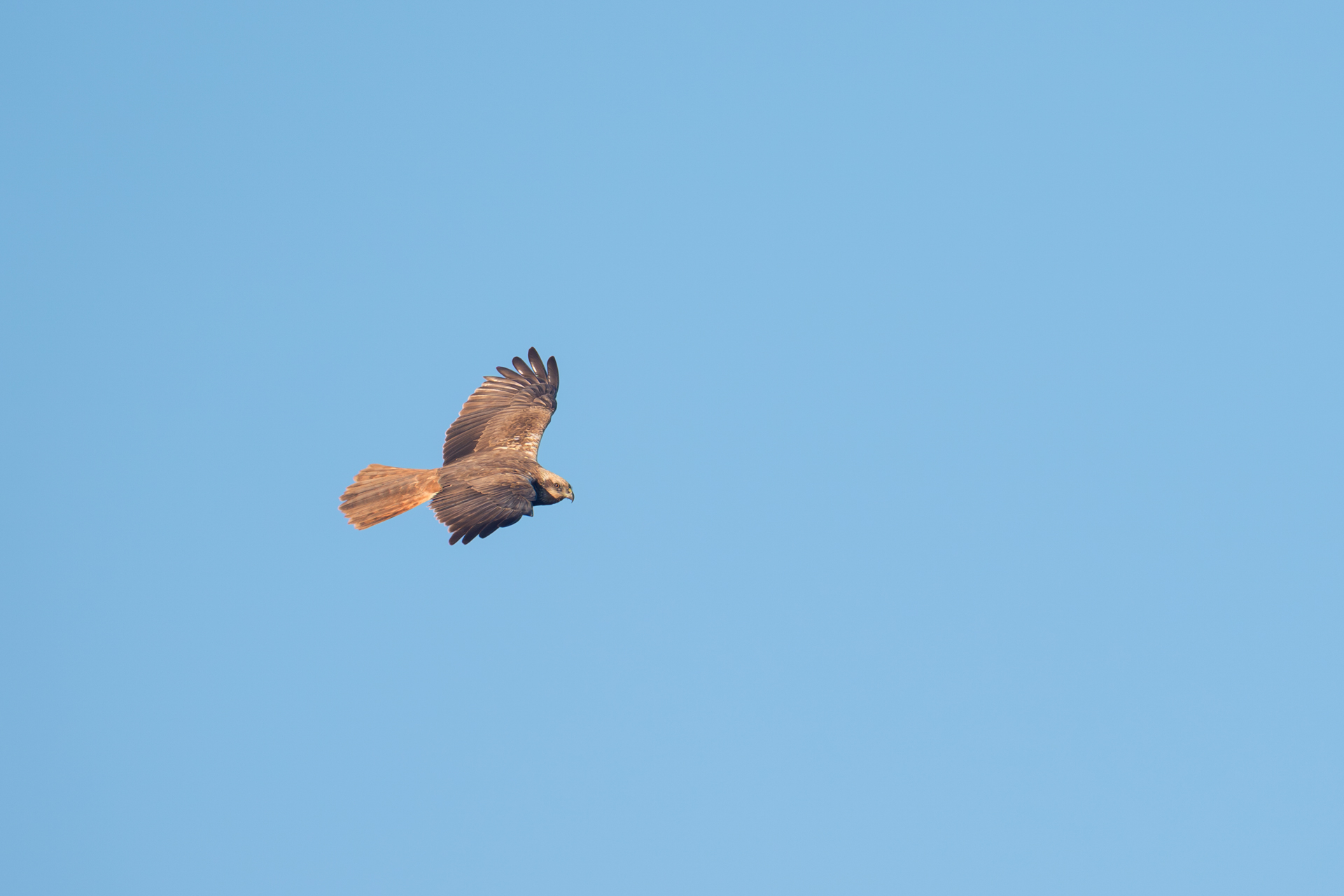 Rohrweihe beim Überflug und Spähen nach Beute - gesehen am Fischteich in Wismar-Kluß