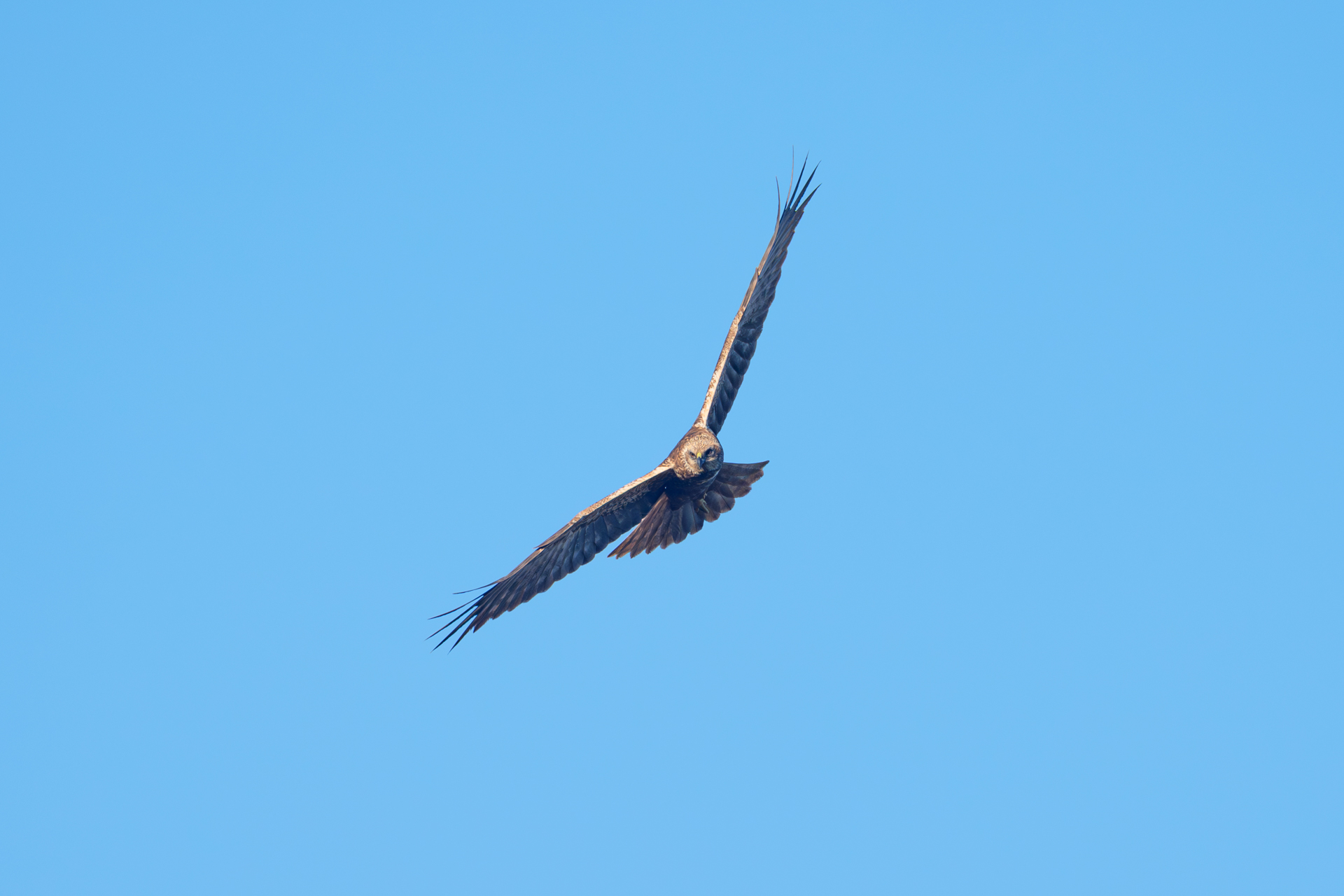 Rohrweihe beim Überflug und Spähen nach Beute - gesehen am Fischteich in Wismar-Kluß