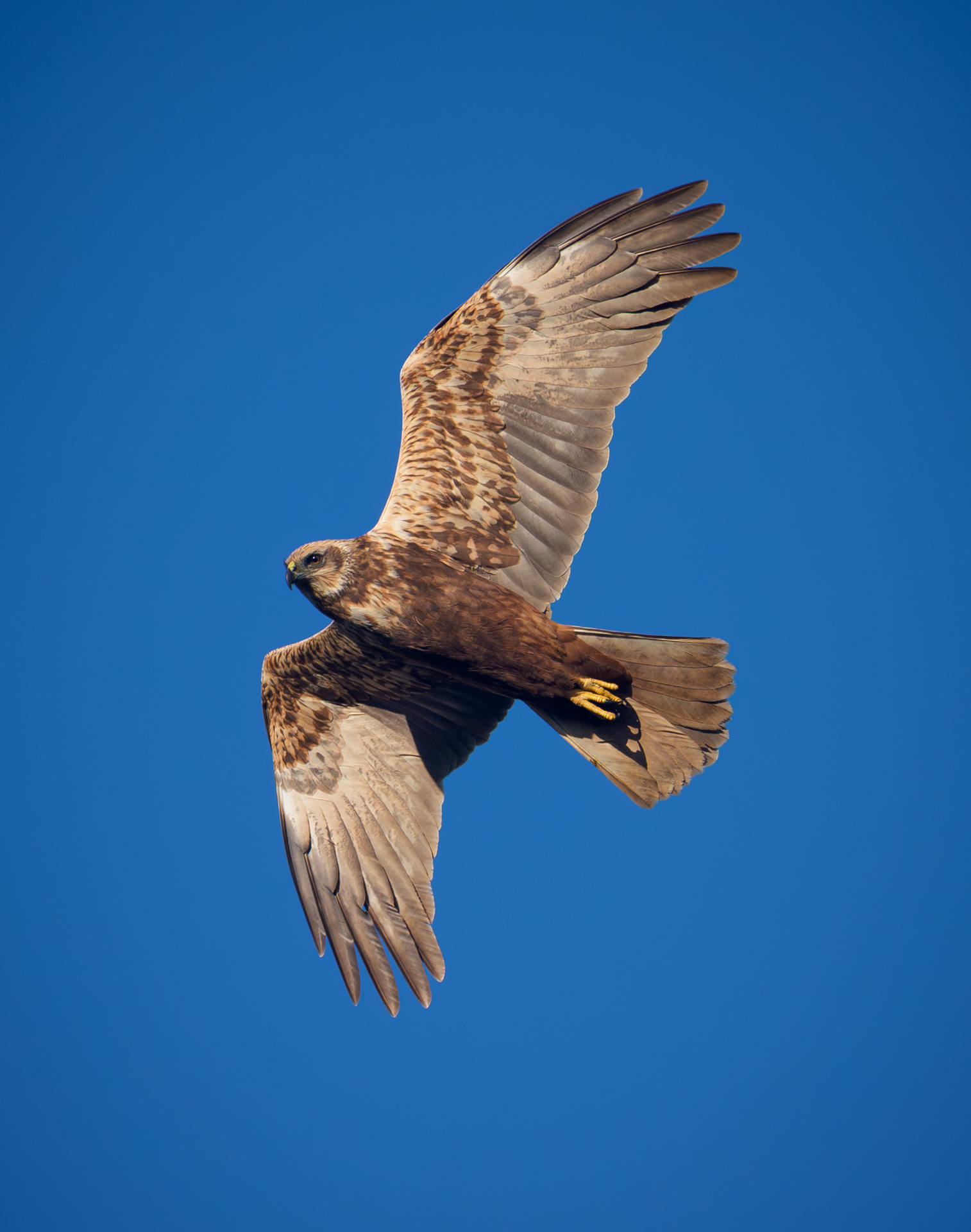 Rohrweihe beim Überflug und Spähen nach Beute - gesehen am Fischteich in Wismar-Kluß