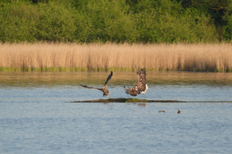 Seeadler auf dem Fischteich bei Wismar