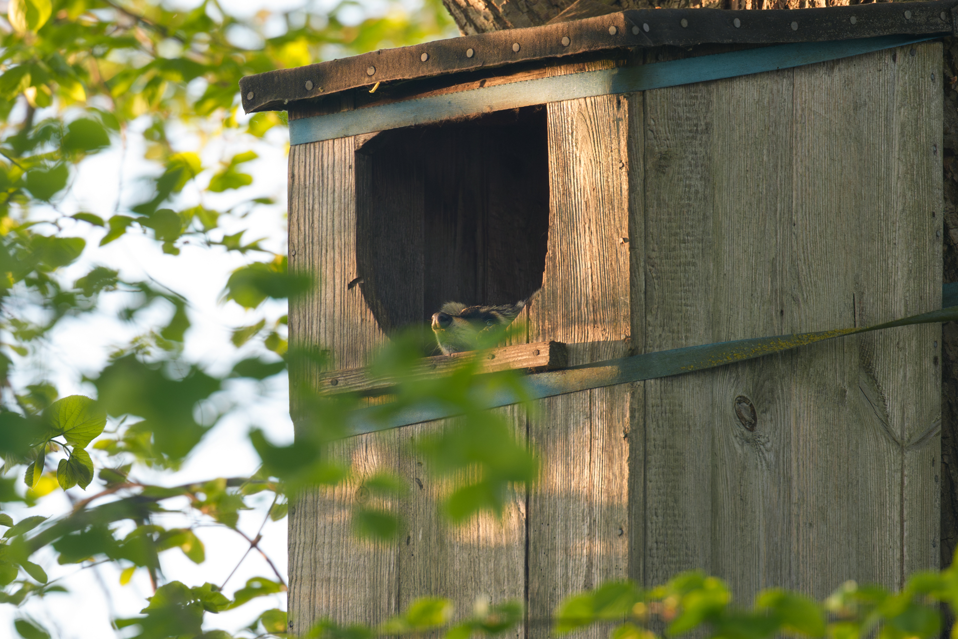 Waschbär hat es sich in einem alten Entenkasten bequem gemacht