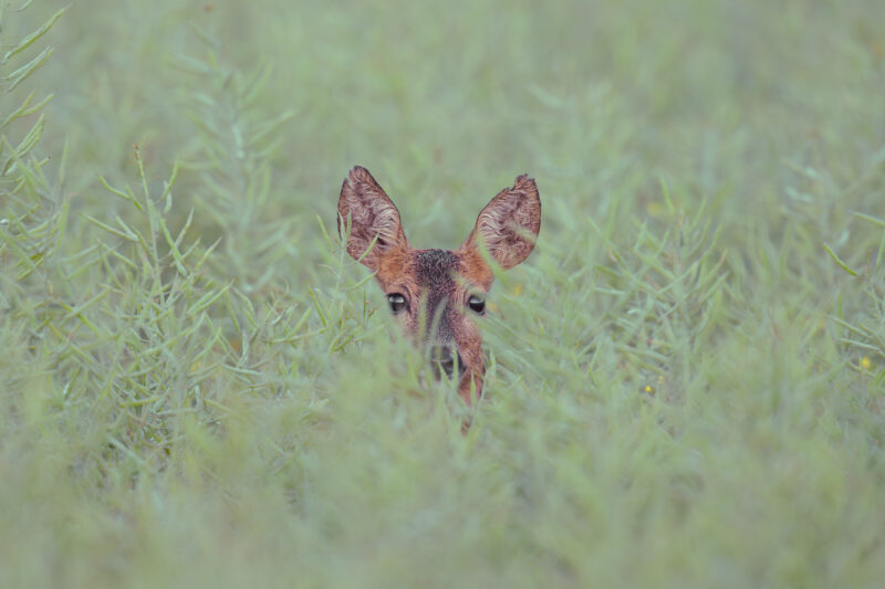 Rehe im Raps