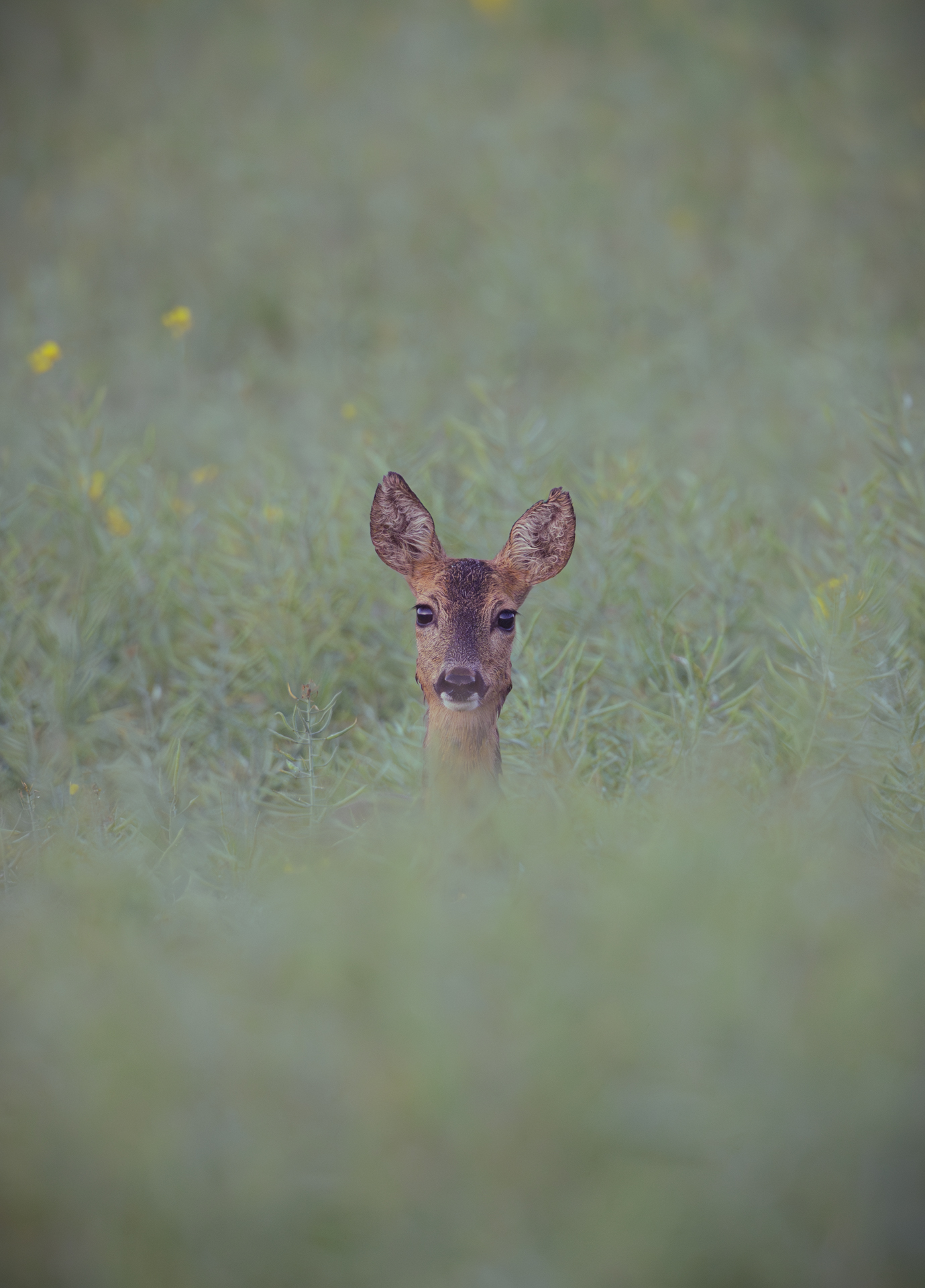 Rehe im Raps