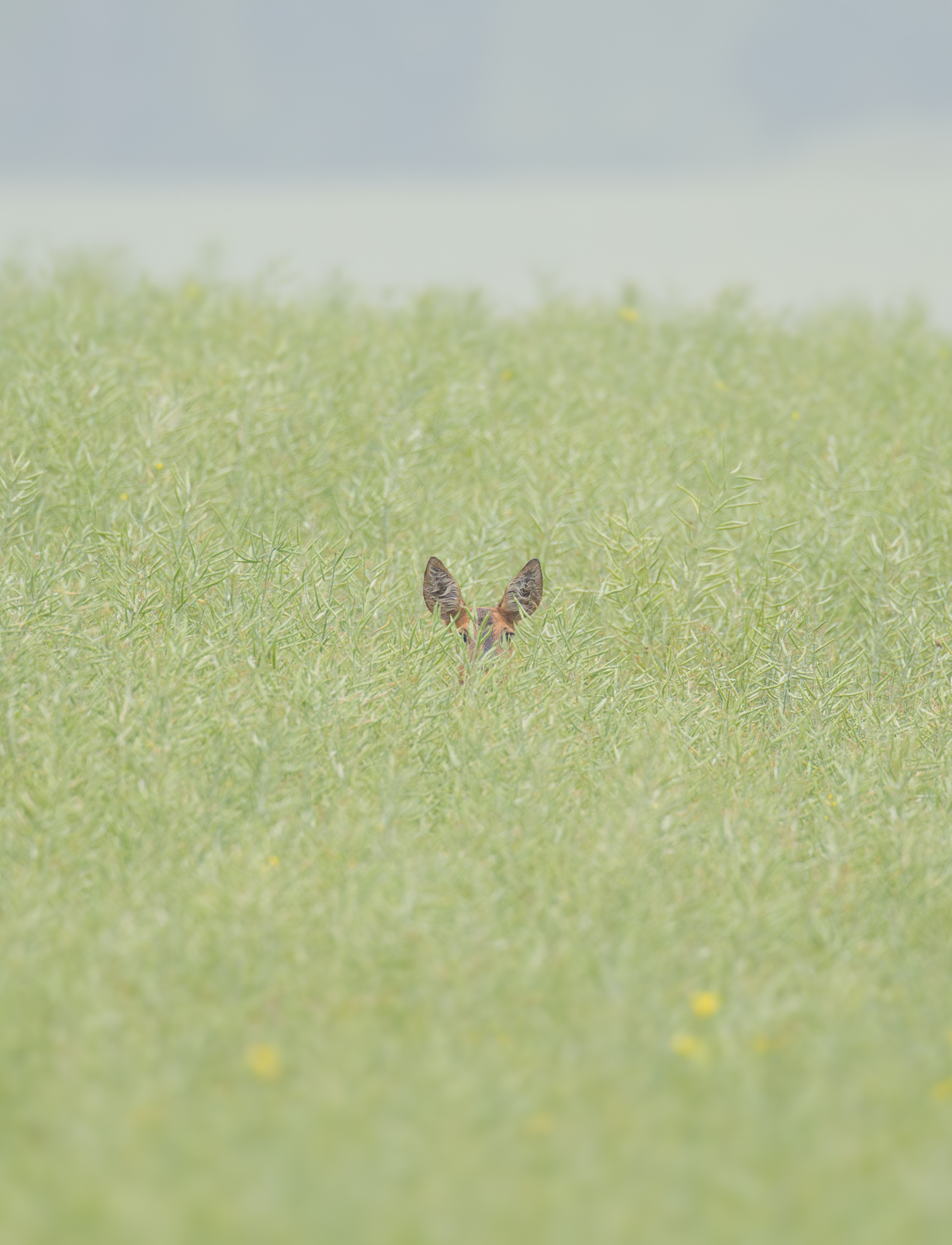 Rehe im Raps