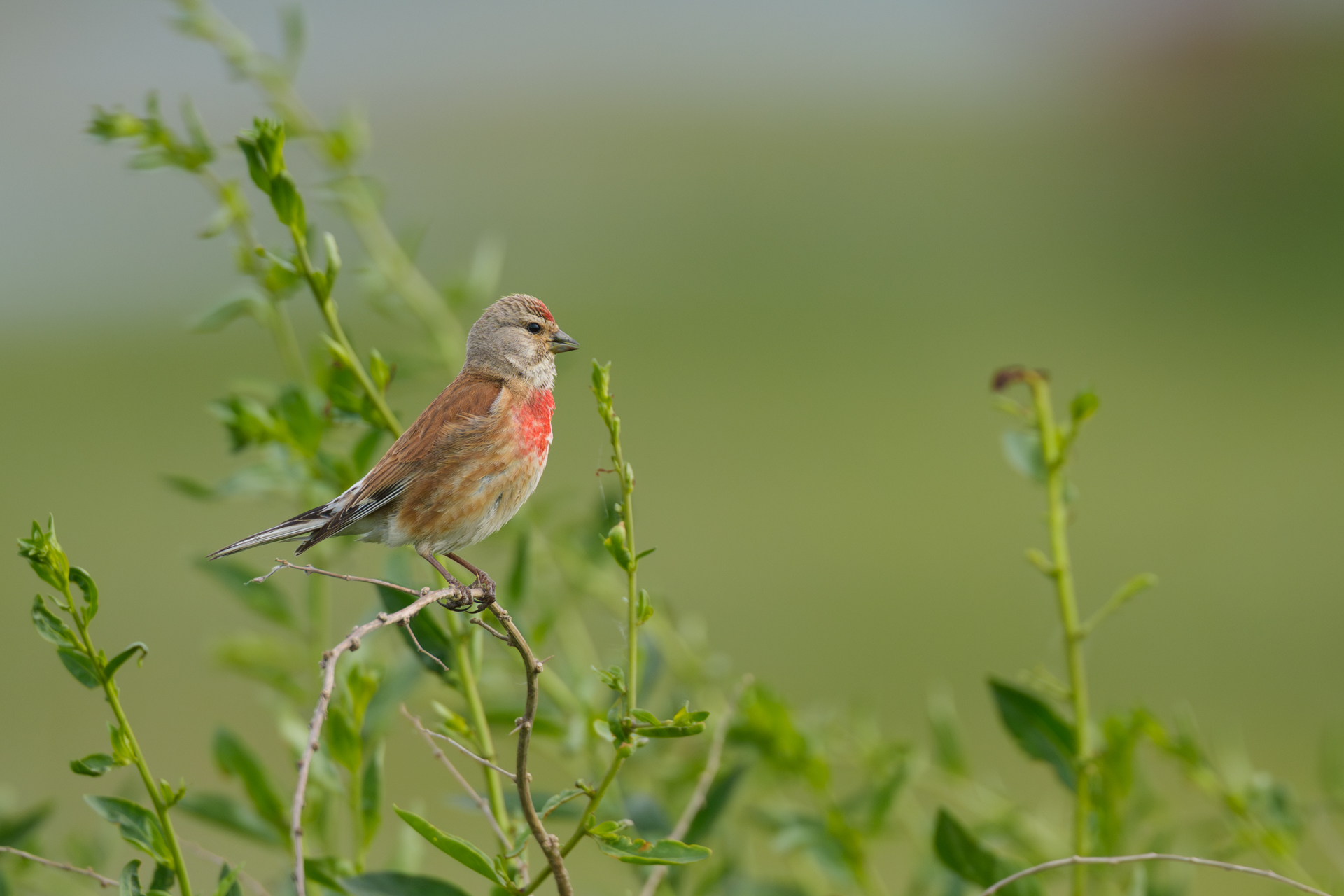 Bluthänfling im Gebüsch auf der Insel Poel