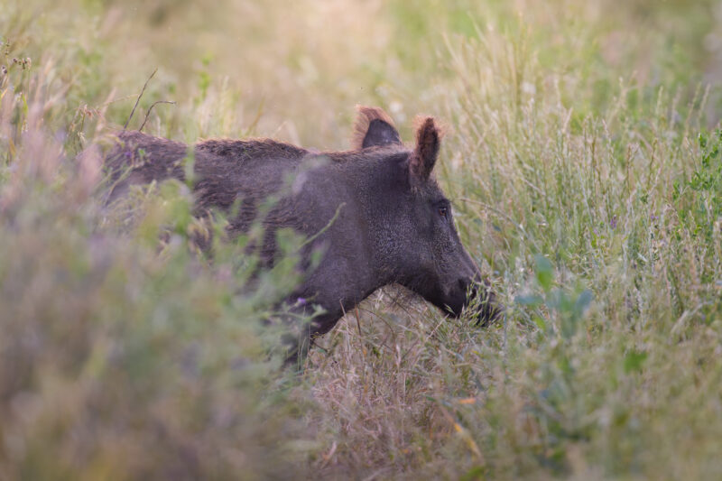 Schwein gehabt - Wildschwein auf Feld