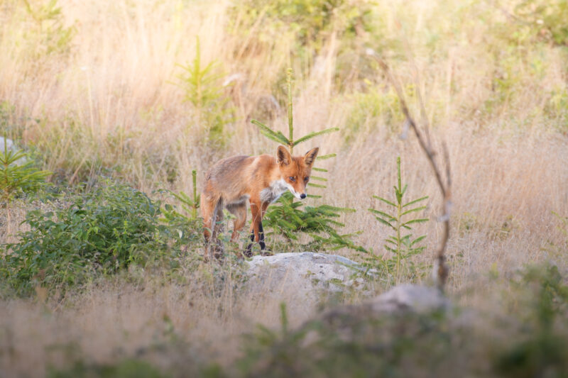 Konzentrierter Blick eines Rotfuchses