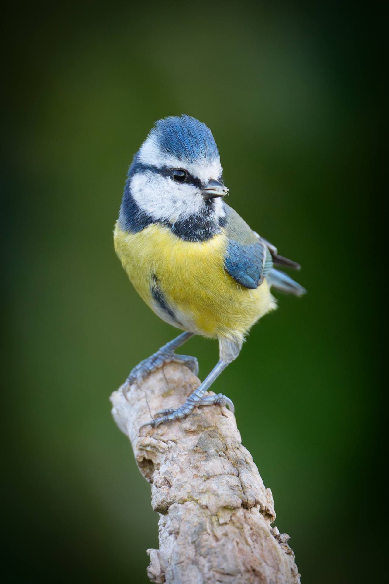 Blaumeise am Futterplatz im Garten