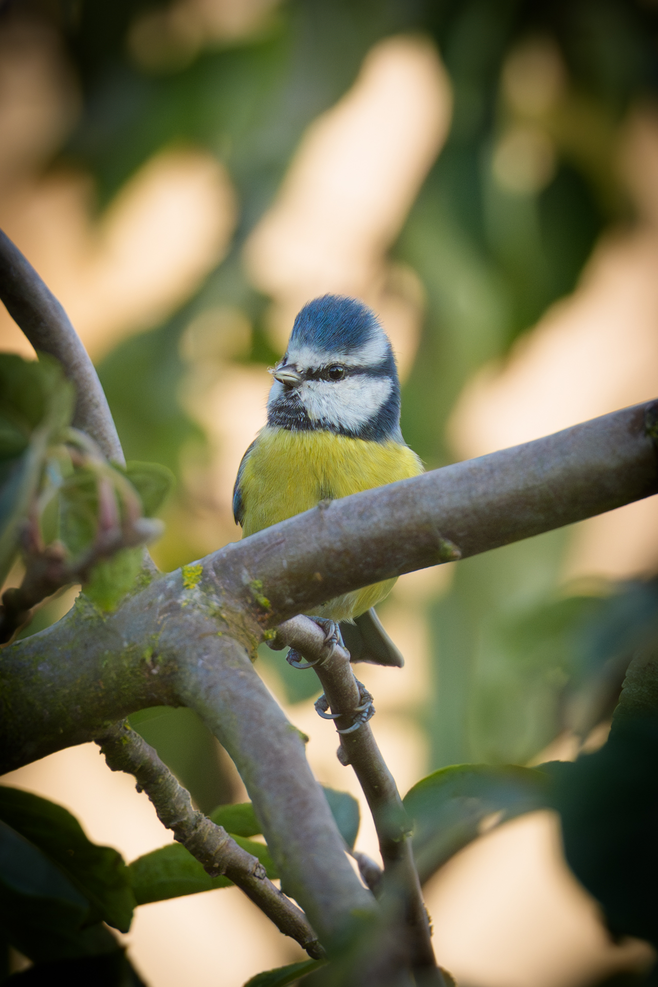 Blaumeise am Futterplatz im Garten