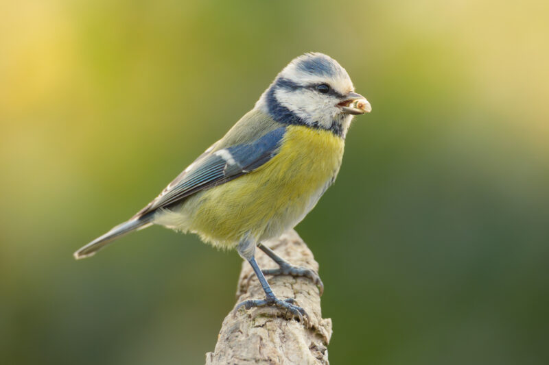 Blaumeise am Futterplatz im Garten