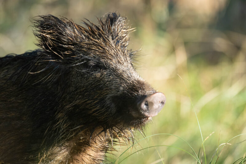 Wildschwein auf dem Darß