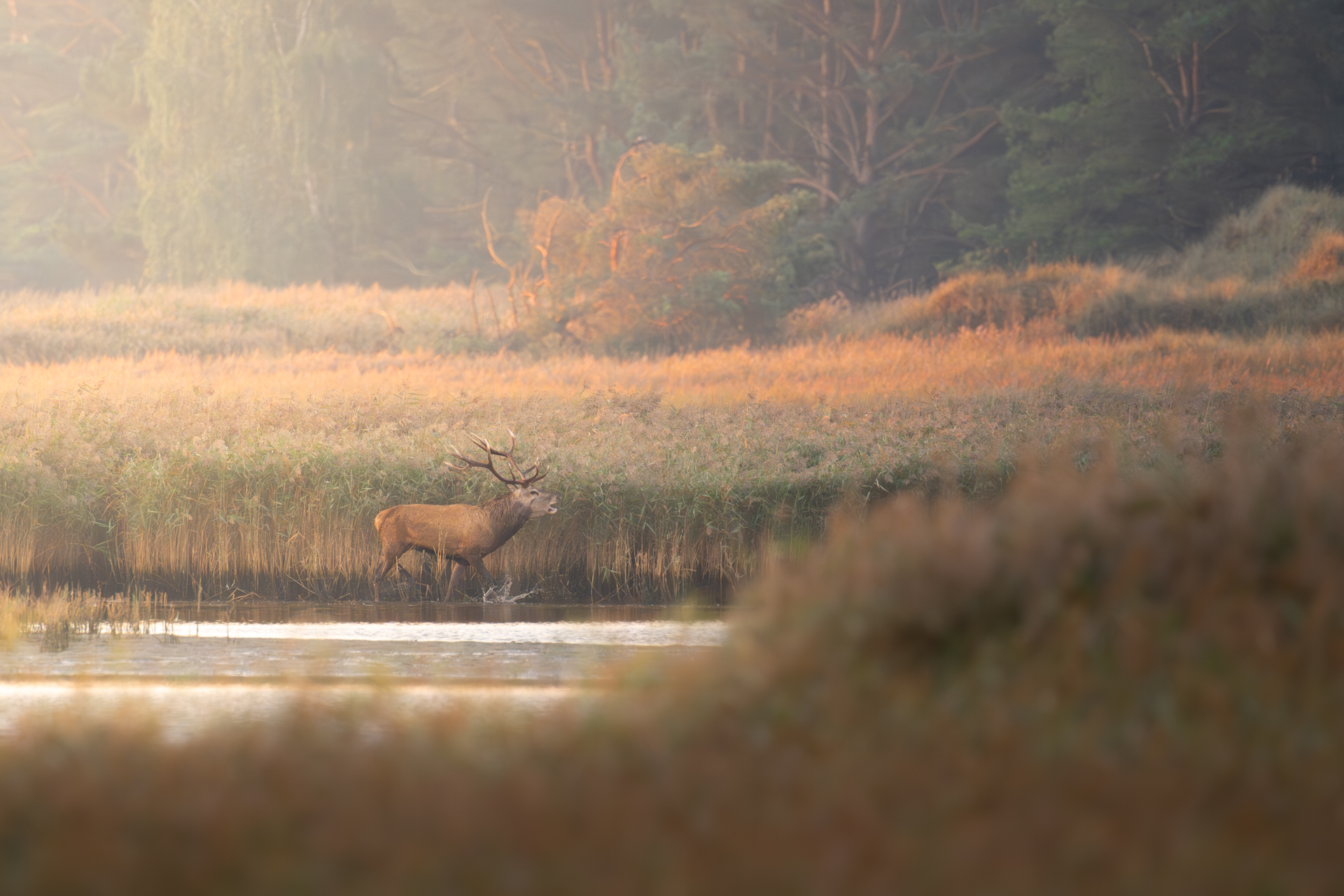 Hirsch an einem Teich - kurz zuvor hat er noch einen Rivalen vertrieben