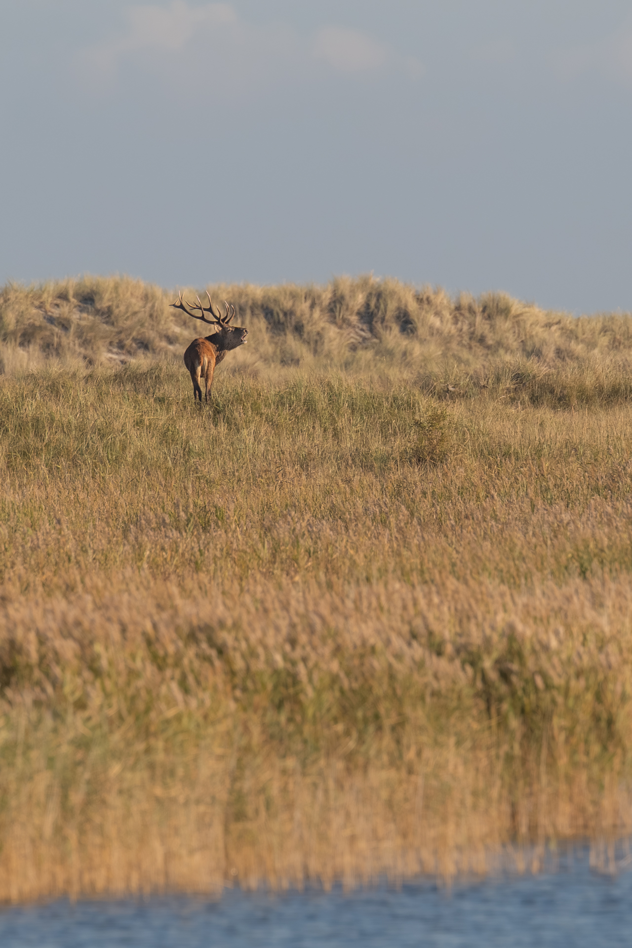 Hirsch röhrt auf den Dünen des Darß