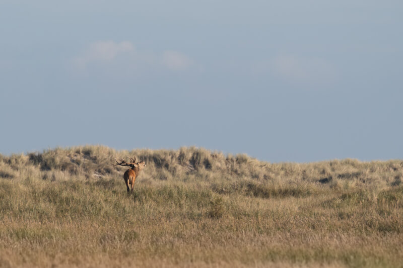 Hirsch röhrt auf den Dünen des Darß