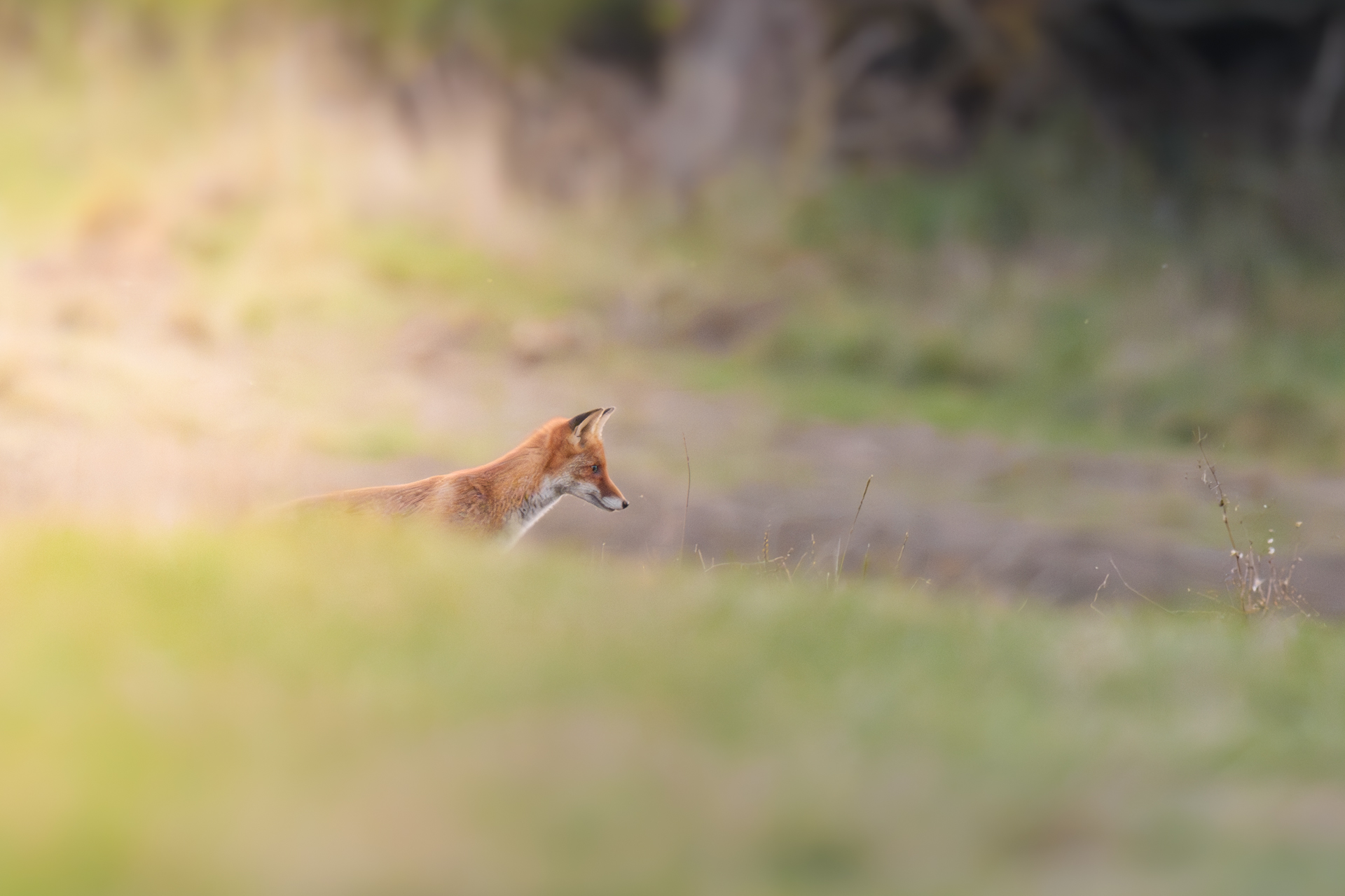 Junger Fuchs am frühen Morgen
