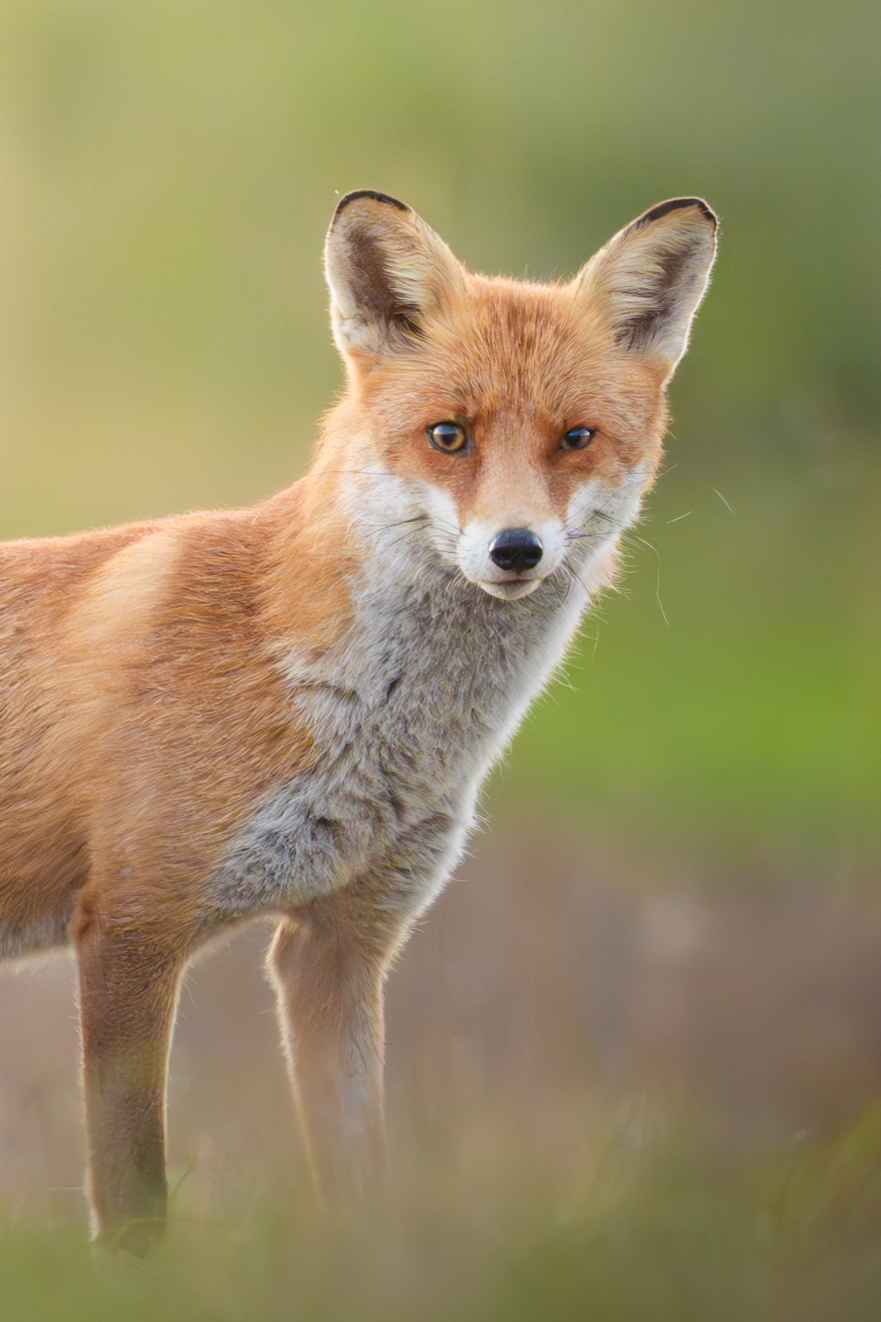 Junger Fuchs am frühen Morgen