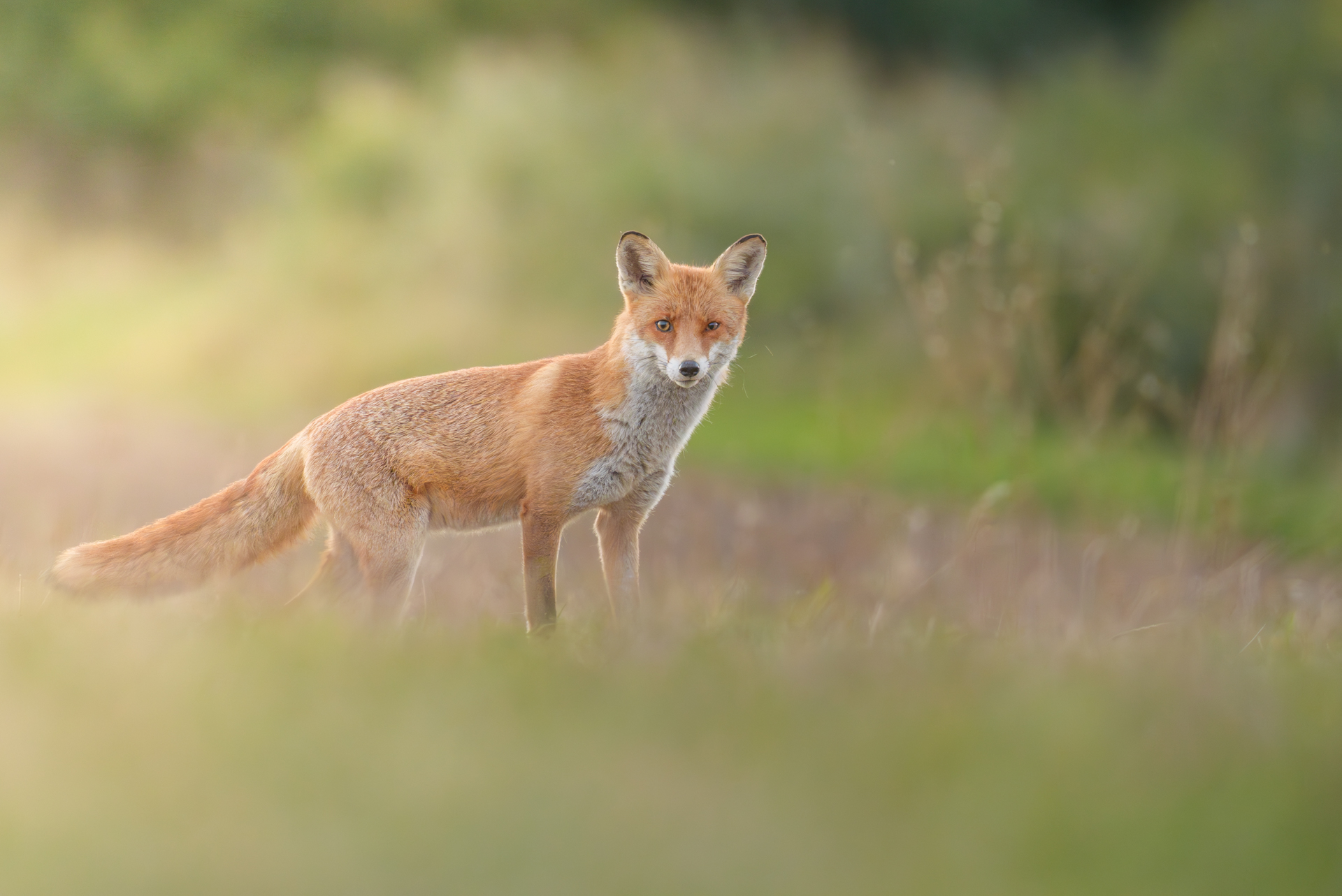 Junger Fuchs am frühen Morgen