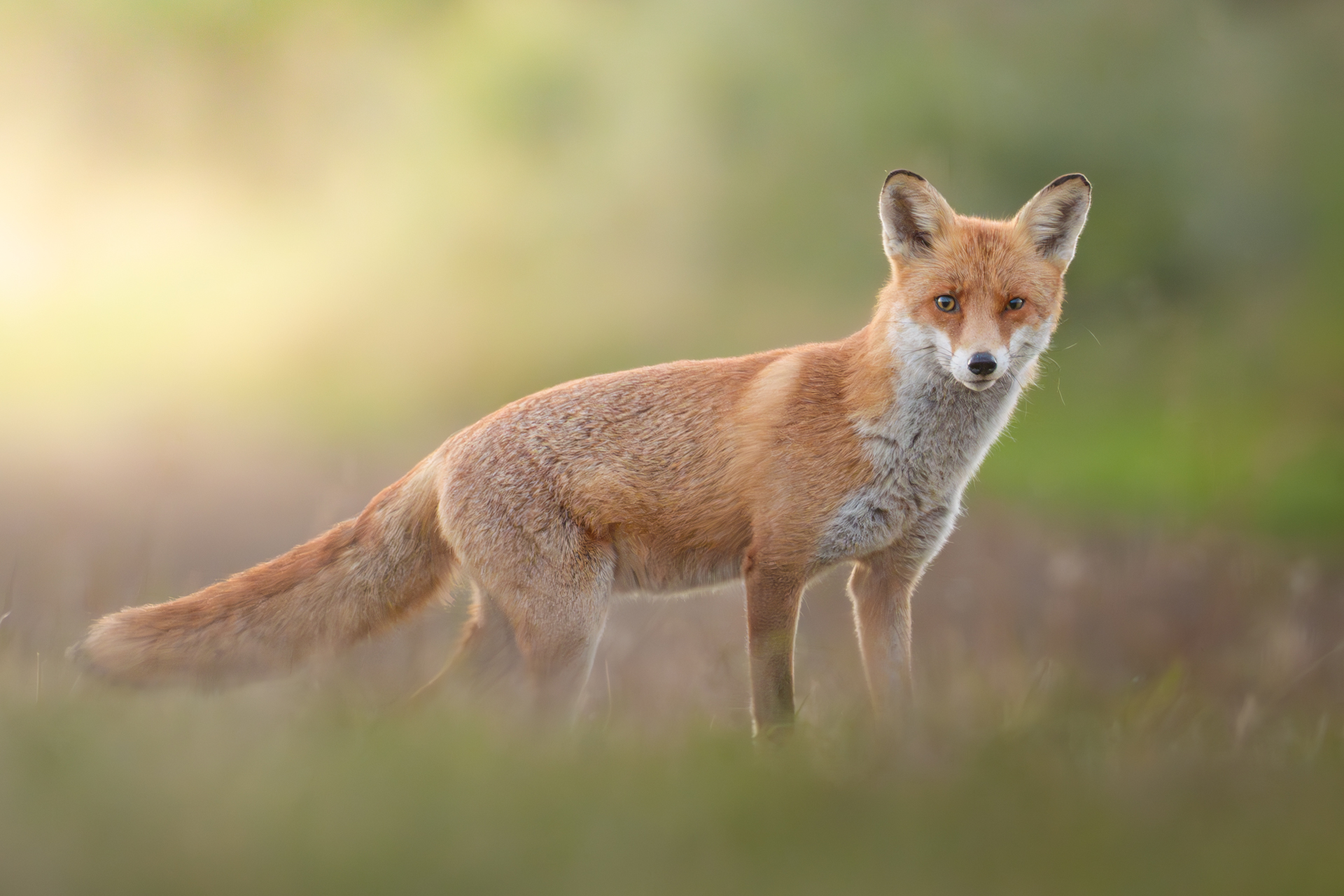 Junger Fuchs am frühen Morgen