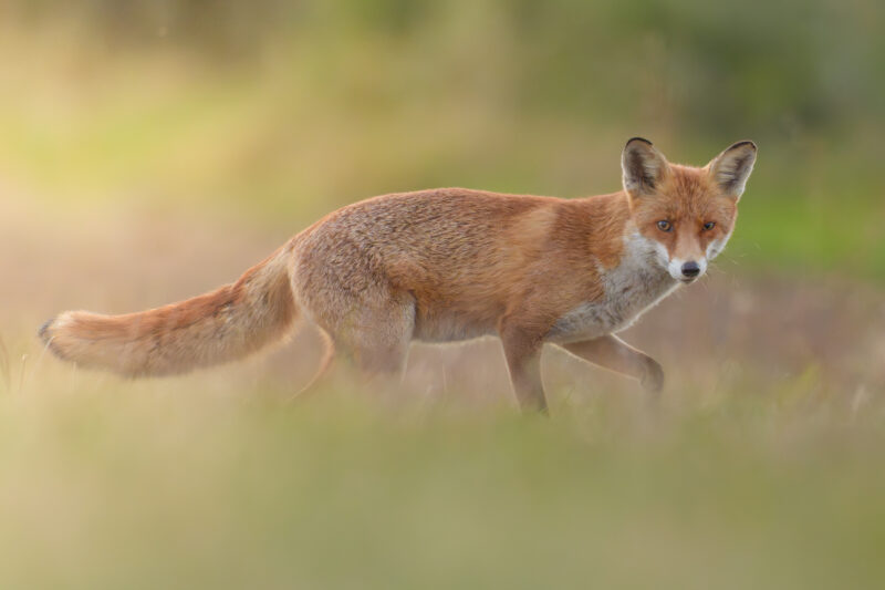Junger Fuchs am frühen Morgen