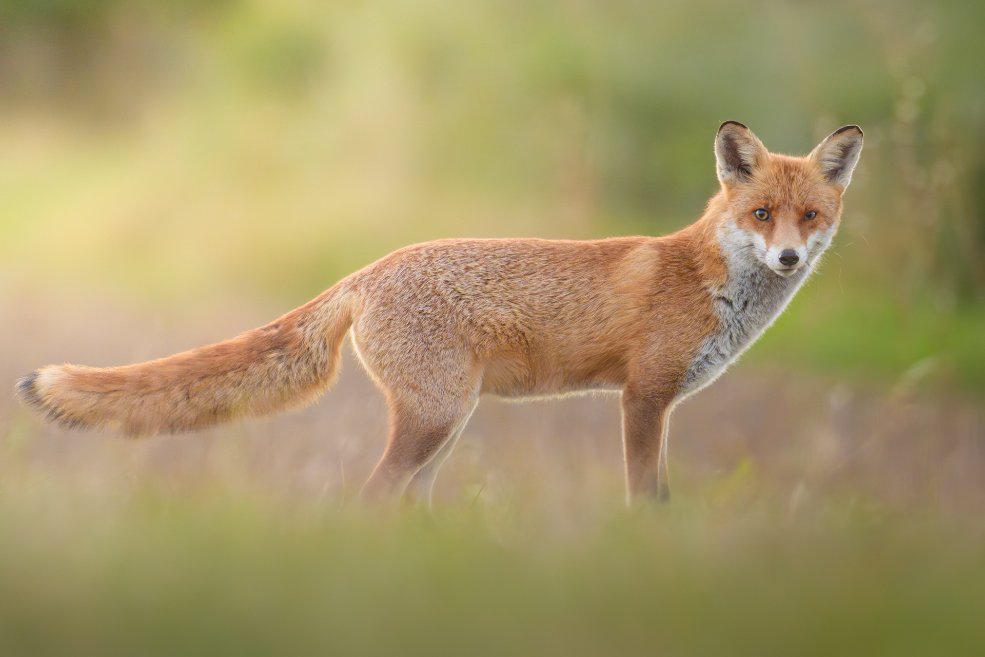 Junger Fuchs am frühen Morgen