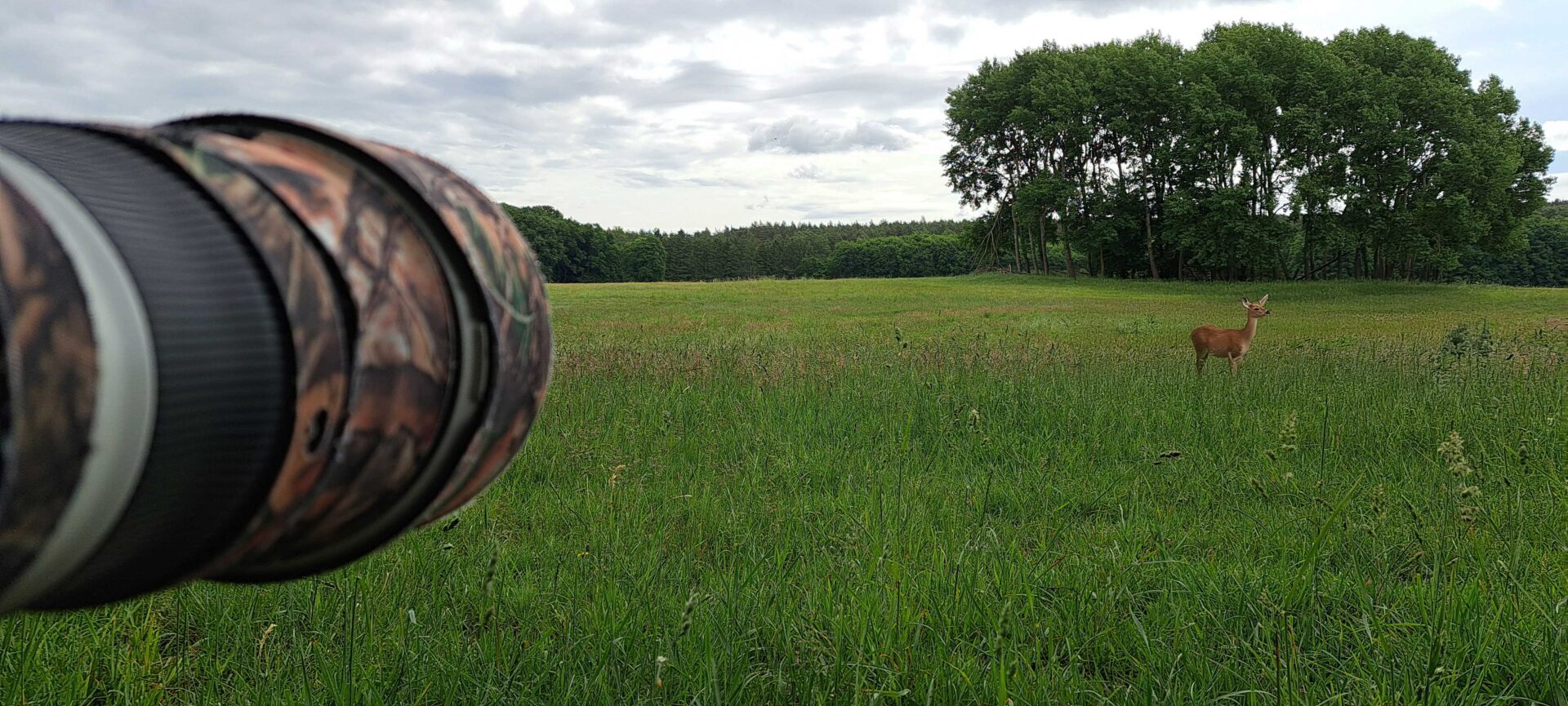 Fotoszene am Feldrand mit KI-generiertem Reh