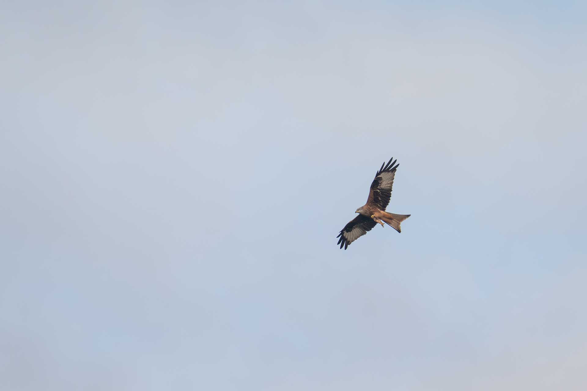 Milan - unbearbeitetes Original