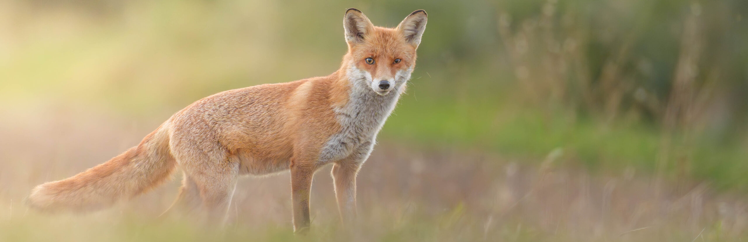 Titelbild Der Fuchs und seine Population